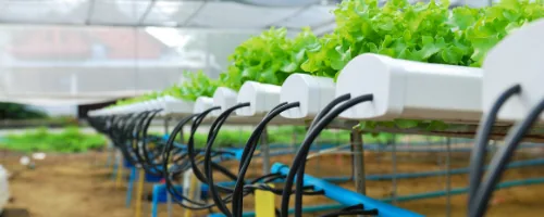 Commercial NFT hydroponic farm built inside a protected structure